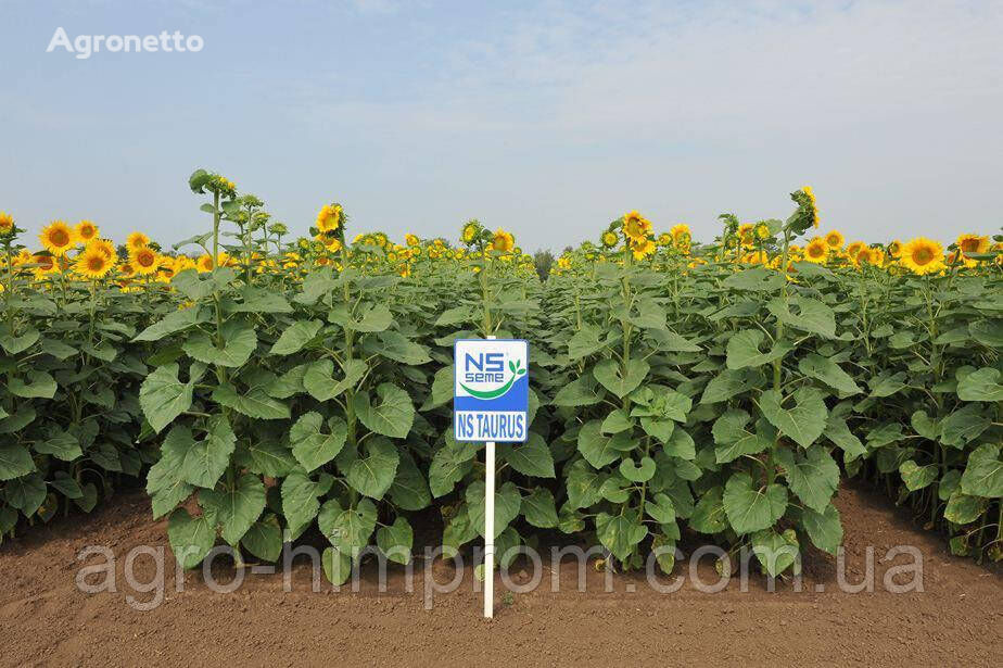 Семена Подсолнечника Таурус стандарт Clearfield (Евролайтинг), высокоурожайный+устойчивый к болезням-150000 с