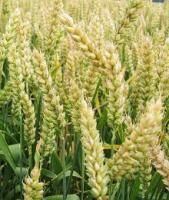 озимой пшеницы Щедрость одесская